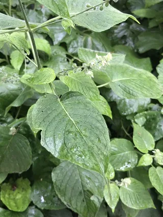 ウシタキソウの葉