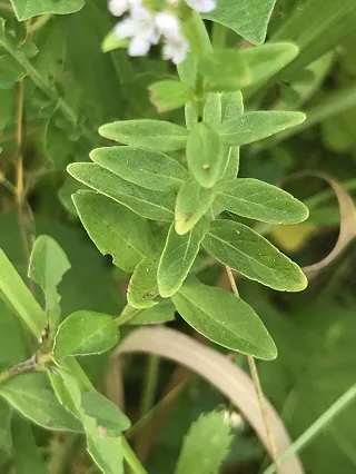 ヒメハッカの葉
