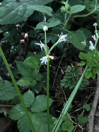 ステゴビル