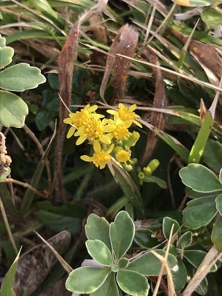 ハマノアキノキリンソウ