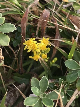 ハマノアキノキリンソウ