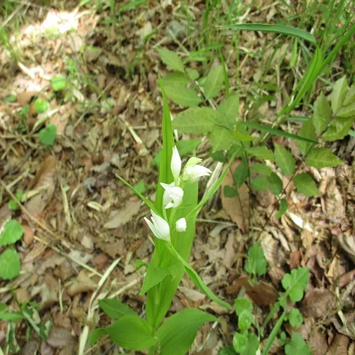 ササバギンランの花