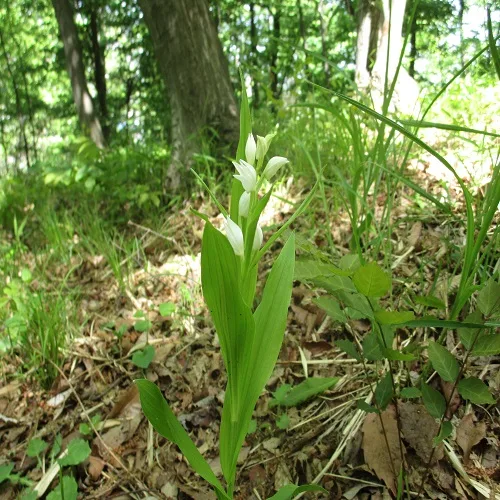 ササバギンランの花
