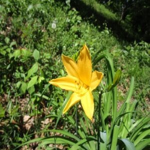 ムサシノキスゲの花