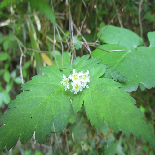 コゴメウツギの花