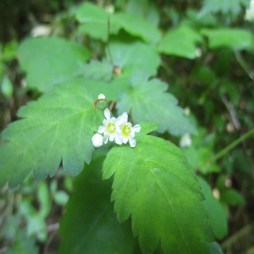 コゴメウツギの花