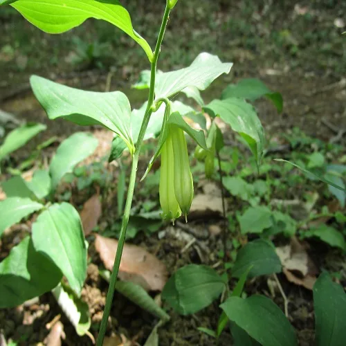 ワニグチソウの花