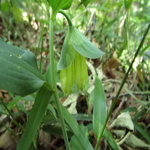 ワニグチソウの花
