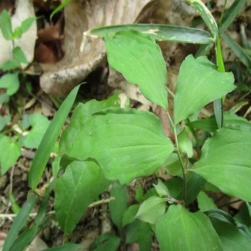 ワニグチソウの葉