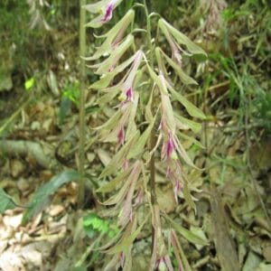 サイハイランの花