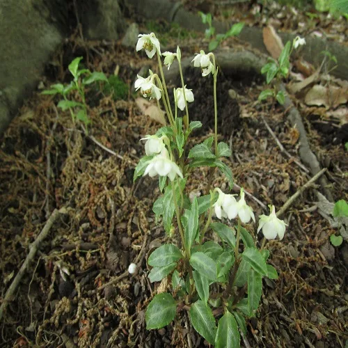ウメガサソウの花