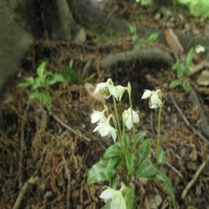 ウメガサソウの花