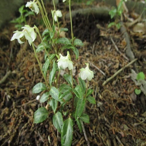 ウメガサソウの花