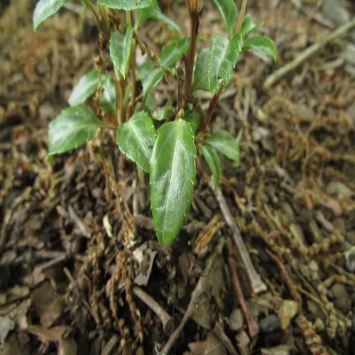 ウメガサソウの葉