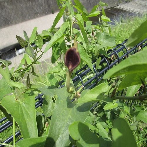 ウマノスズクサの花