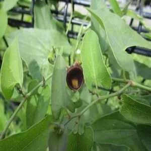 ウマノスズクサの花