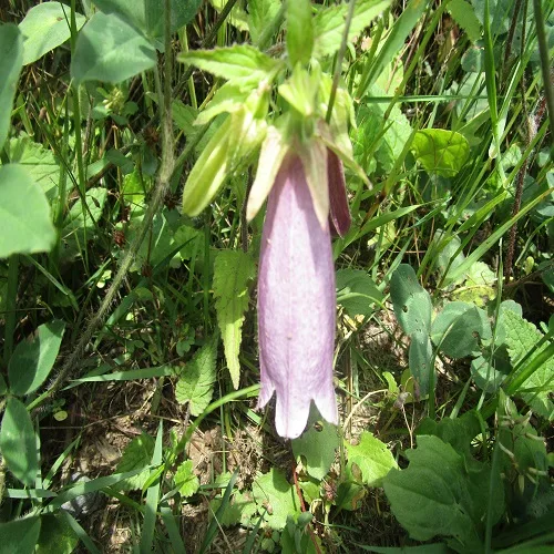 ホタルブクロの花