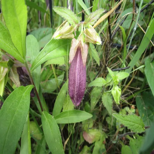 ホタルブクロの花