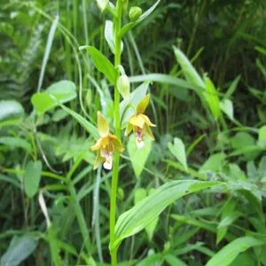 カキランの花