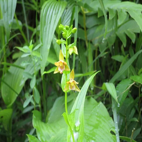 カキランの花