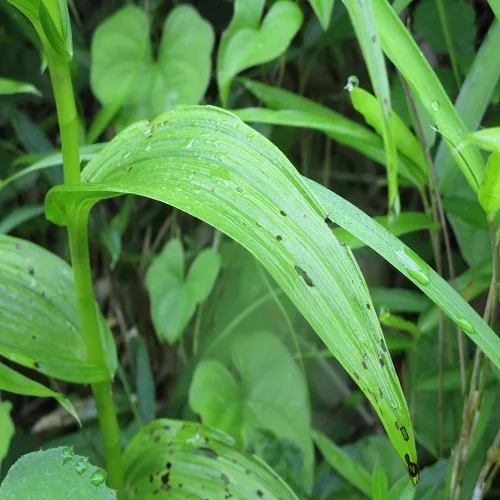 カキランの葉
