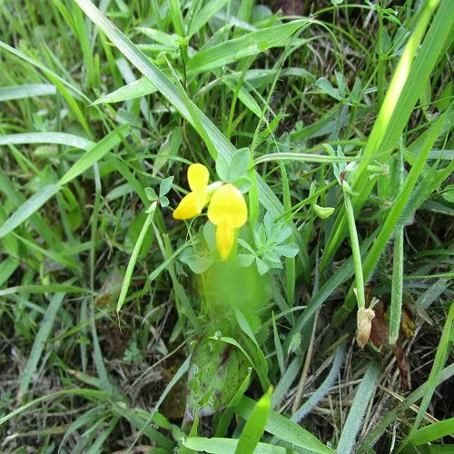 ミヤコグサの花