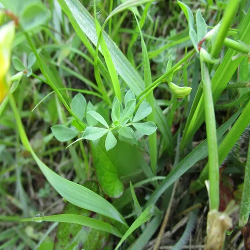 ミヤコグサの葉