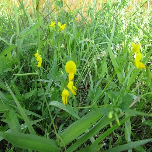 ミヤコグサの花
