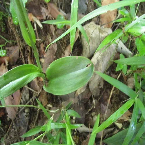 オオバノトンボソウの葉