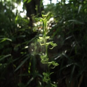 オオバノトンボソウの花