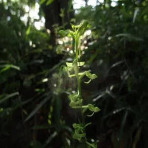オオバノトンボソウの花
