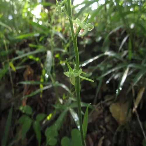 オオバノトンボソウの花