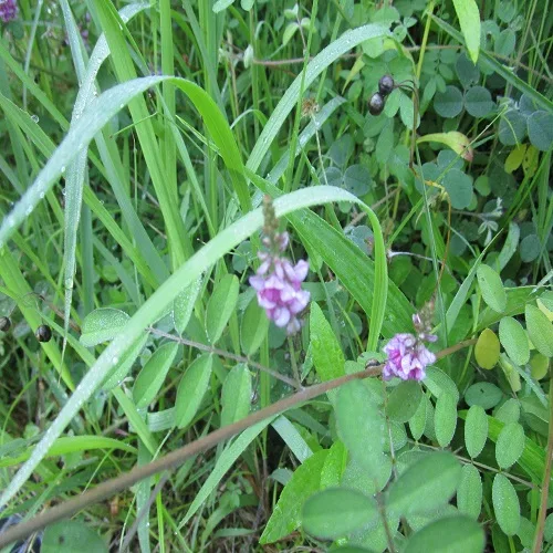 コマツナギの花