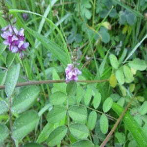 コマツナギの花