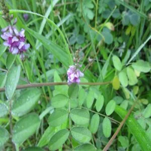 コマツナギの花