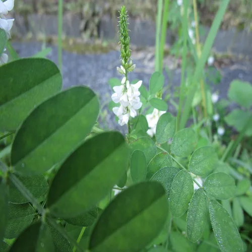 コマツナギの白花