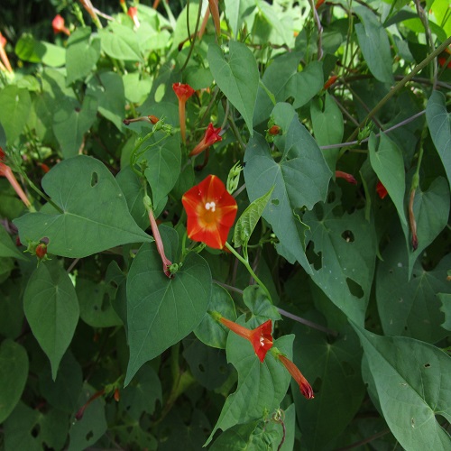 マルバルコウの花