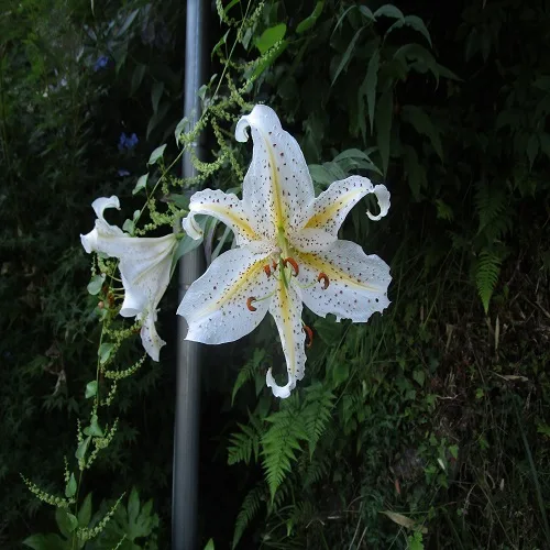ヤマユリの花