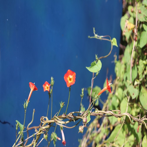 マルバルコウの花
