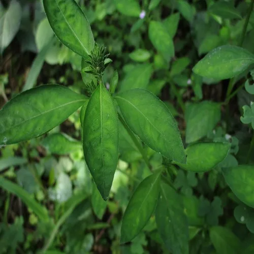 キツネノマゴの葉