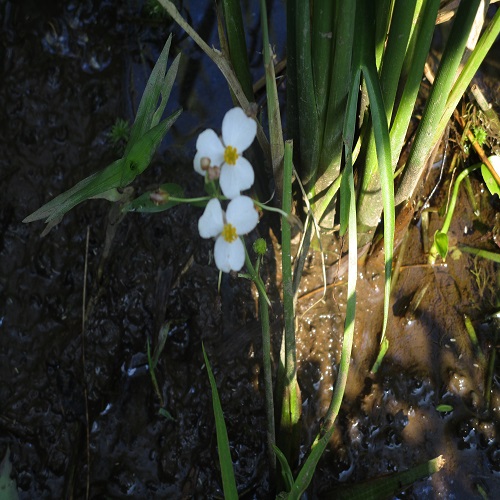 オモダカの花