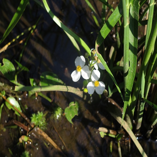 オモダカの花