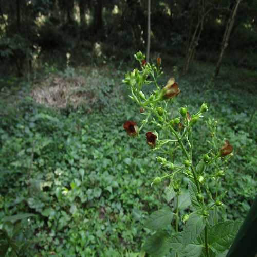 オオヒナノウスツボの花