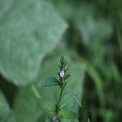 キツネノマゴの花