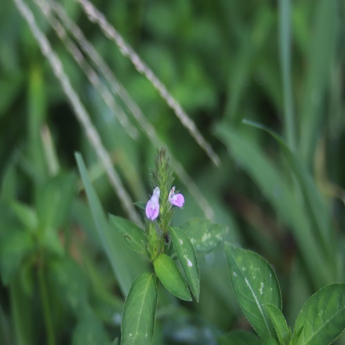 キツネノマゴの花