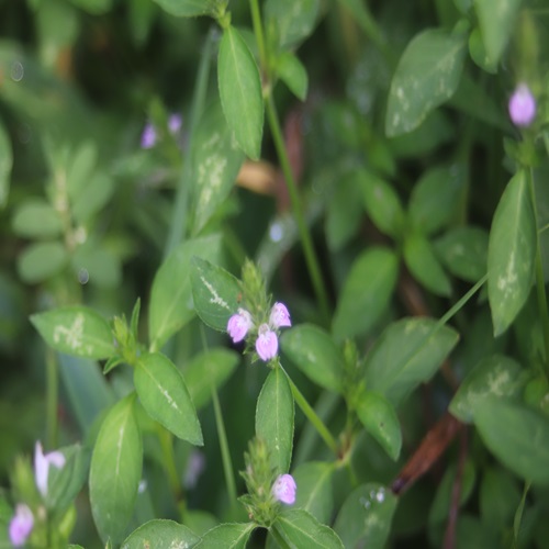 キツネノマゴの花