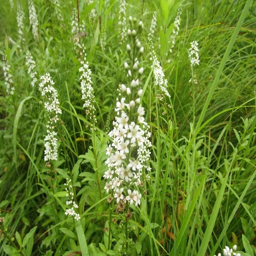 ヌマトラノオの花