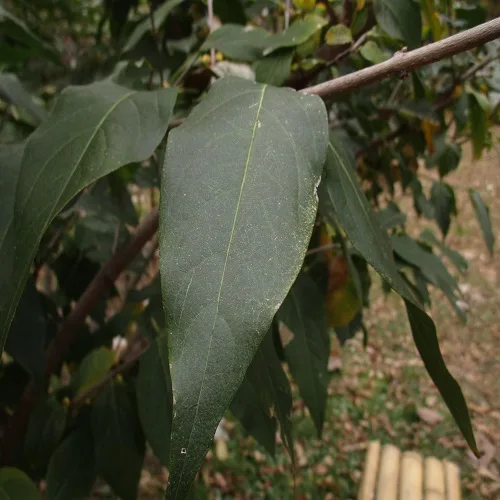 ソシンロウバイの葉