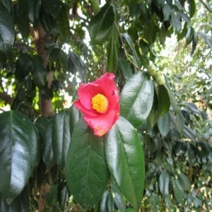 ヤブツバキの花