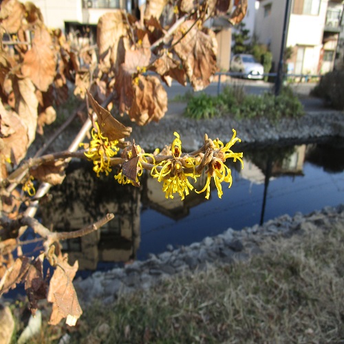 シナマンサクの花